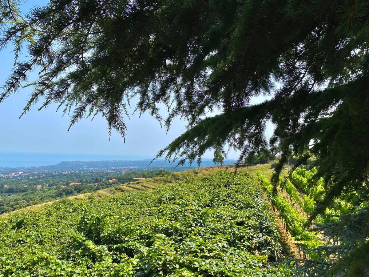 Tenuta Kiwi Dell'etna *